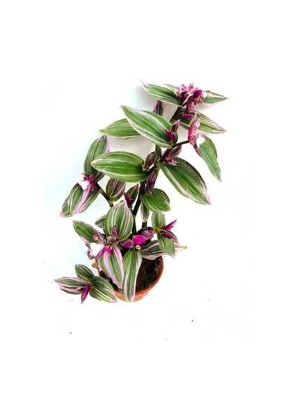 Pembe Telgraf Çiçeği 10-20 cm