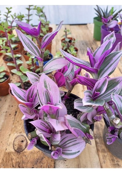 Pembe Telgraf Çiçeği 10-20 cm