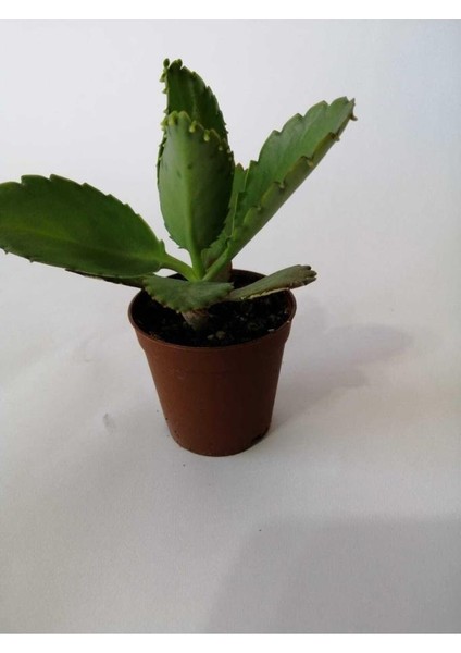 Aşkın Gözyaşı Çiçeği 10-20 cm