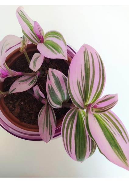 Pembe Telgraf Çiçeği Nanouk Telgraf Çiçeği Tradescantia Nanouk 9 Cm'lik Saksıda