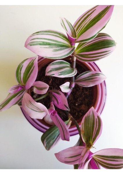 Pembe Telgraf Çiçeği Nanouk Telgraf Çiçeği Tradescantia Nanouk 9 Cm'lik Saksıda