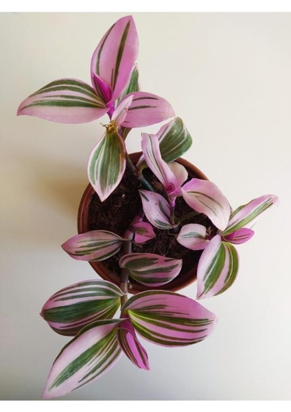 Pembe Telgraf Çiçeği Nanouk Telgraf Çiçeği Tradescantia Nanouk 9 Cm'lik Saksıda