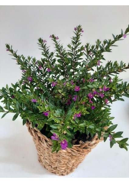 Küfeya Çiçeği Mor 10-20 cm fiyatları