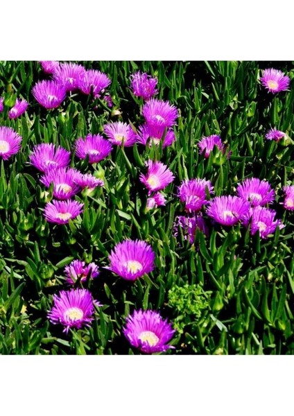 Kaz Ayağı Çiçeği Fidanı 10-20 cm