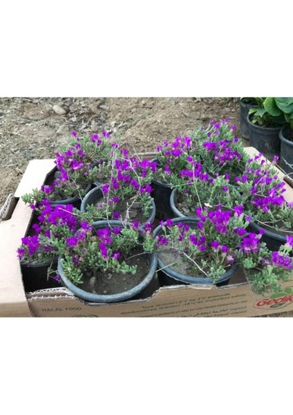 Acem Halısı Çiçeği 10-20 cm