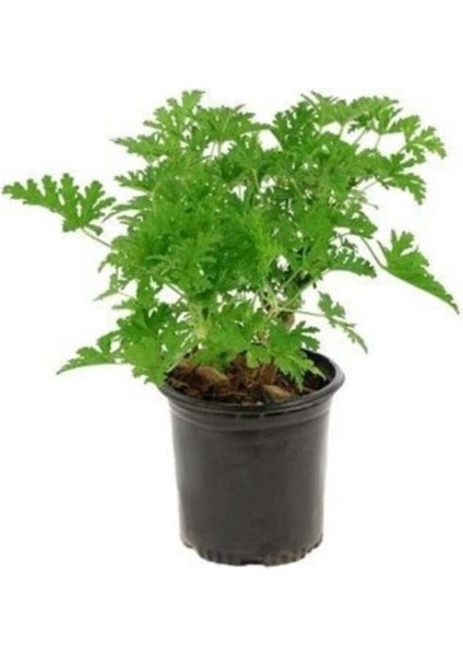 Pelargonium Odoratissimum Itır Bitkisi Orta Boy