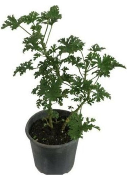 Pelargonium Odoratissimum Itır Bitkisi Orta Boy