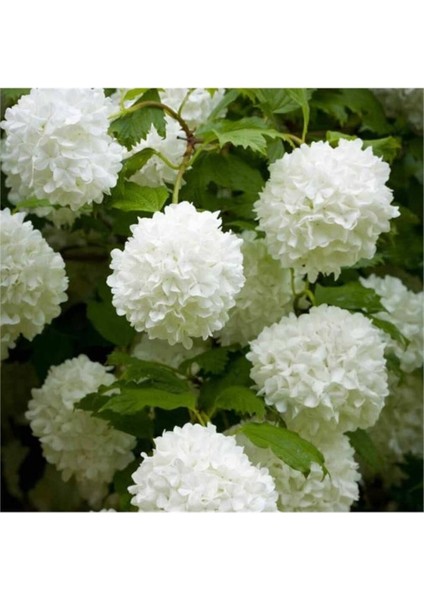 Saksılı Kartopu Çiçeği 40-60 cm