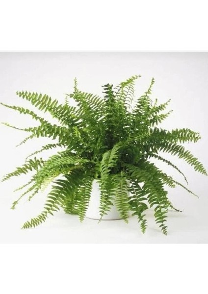 Aşk Merdiveni Çiçeği Fidanı 10-20 cm