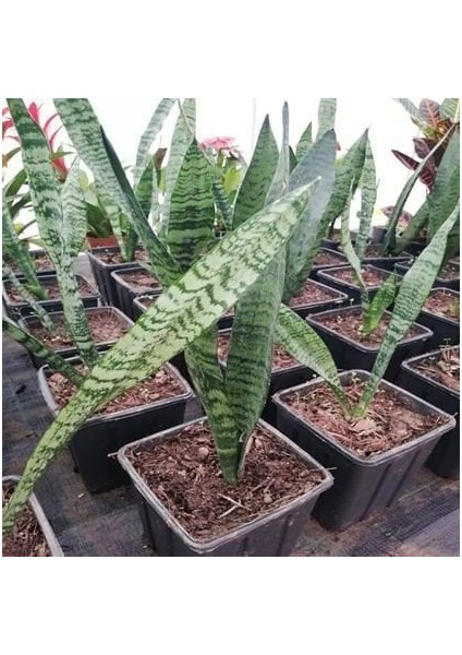 Sansevieria Paşa Kılıcı Peygamber Kılıcı 10-20 cm