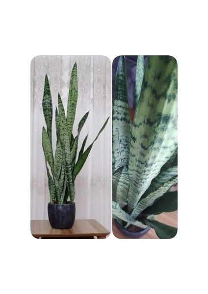 Sansevieria Paşa Kılıcı Peygamber Kılıcı 10-20 cm fiyatları