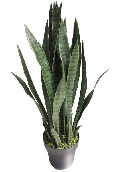 Sansevieria Paşa Kılıcı Peygamber Kılıcı 10-20 cm modelleri