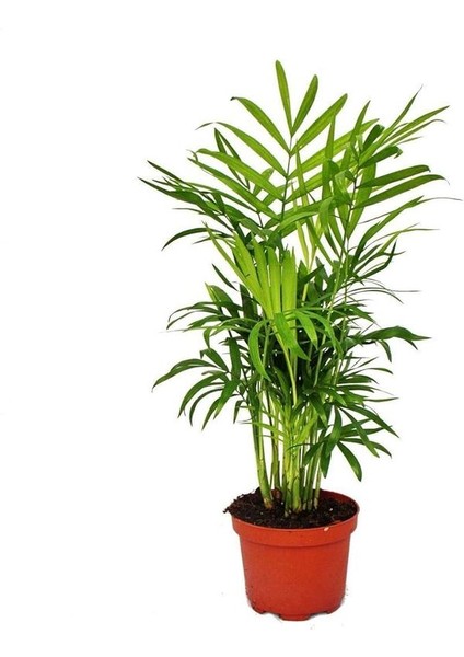Şamador Mini Salon Palmiyesi Chamaedorea 30-40 cm Areka Palmiyesi