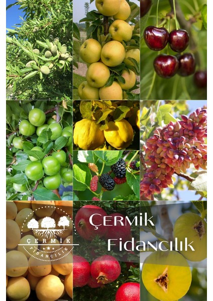 10 Çeşit Karışık Aşılı Meyve Fidanı Paketi 8