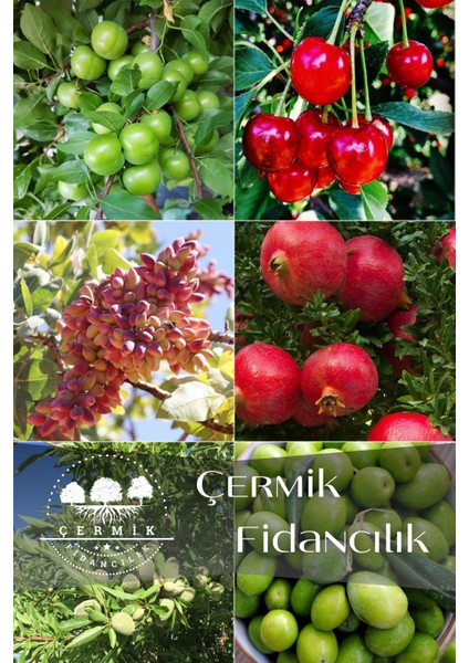 6 Çeşit Karışık Meyve Fidan - Erik - Vişne - Antep Fıstığı - Nar - Badem ve Zeytin