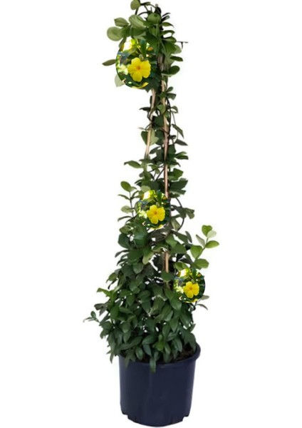 Videolu Sarı Yasemin Çiçeği Fıdanı 1 Adet 50-70 cm Saksılı Dış Mekan Bitkisi( Yellow Jasmine) fırsatları