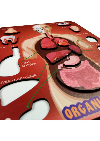 Organlarımız Eğitici ve Öğretici Oyuncak Bultak Yapboz&puzzle