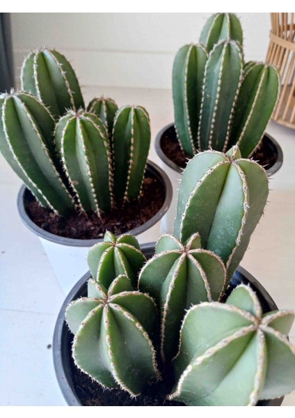 Cereus Marginatus Multi Form Kaktüs