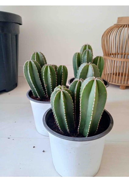 Cereus Marginatus Multi Form Kaktüs