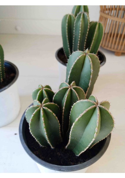 Cereus Marginatus Multi Form Kaktüs