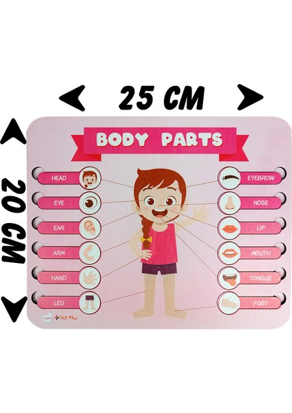 Vücut Parçaları Puzzle Yapboz Eğitici Oyuncak indirimleri