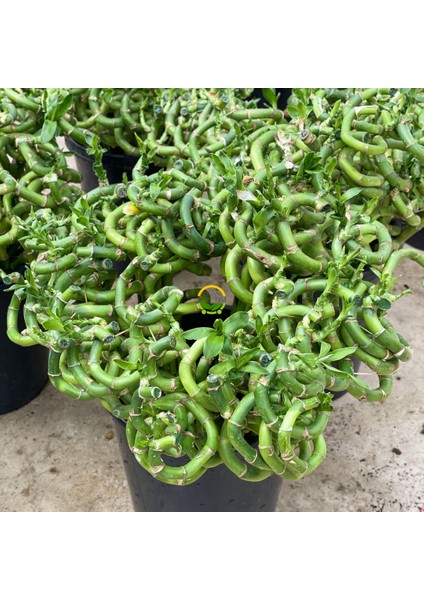 Şans Bambusu Spiral 3'lü Paket 50CM