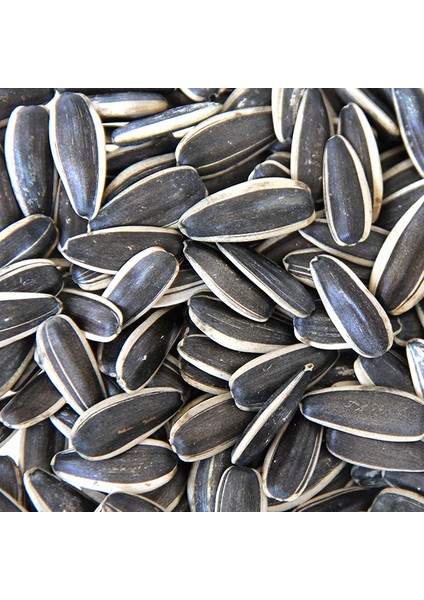 Ay Çekirdeği Tuzsuz Kavrulmuş 500 gr fiyatları