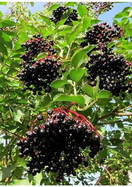 Aronya Fidanı 5 Adet 3-4 Yaş (80-100 Cm)