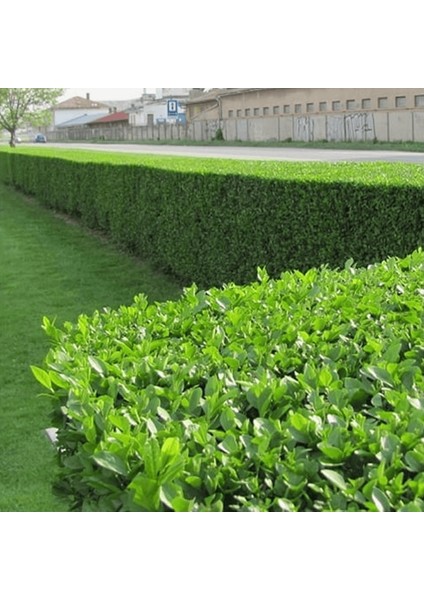 Ligustrum Kurt Bağrı Çit Bitkisi 100 Adet