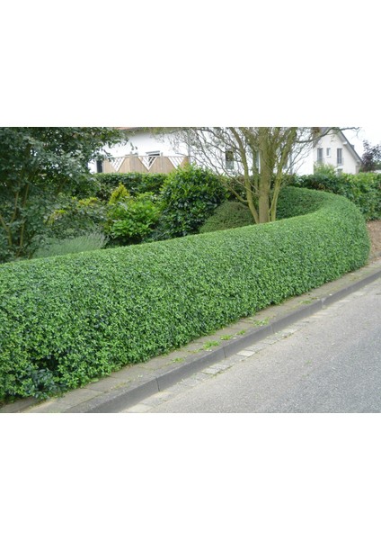 Ligustrum Kurt Bağrı Çit Bitkisi 100 Adet