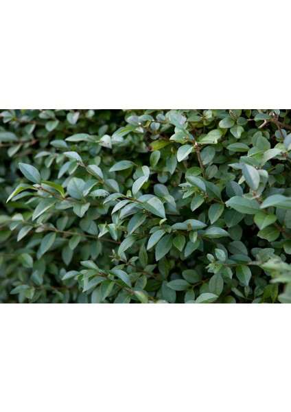 Ligustrum Kurt Bağrı Çit Bitkisi 100 Adet
