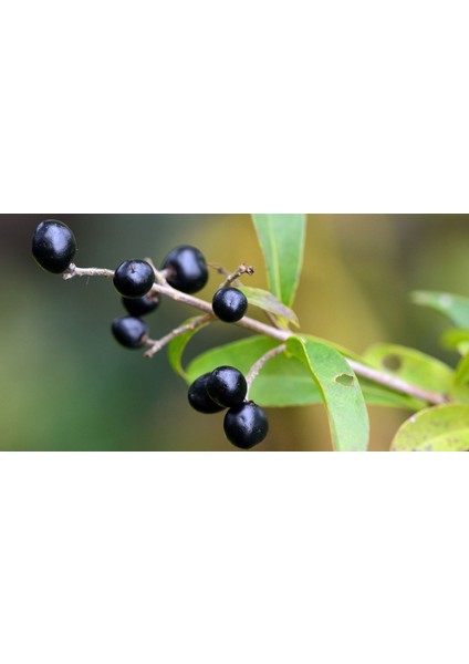 Ligustrum Kurt Bağrı Çit Bitkisi 100 Adet