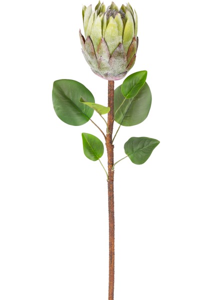 Yapay Protea Bitkisi Yeşil 67 Cm.