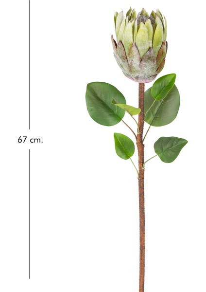 Yapay Protea Bitkisi Yeşil 67 Cm. modelleri