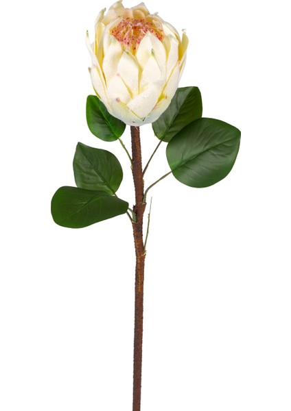 Yapay Protea Bitkisi Krem 67 Cm.