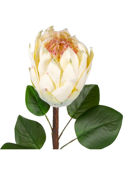Yapay Protea Bitkisi Krem 67 Cm. fiyatları