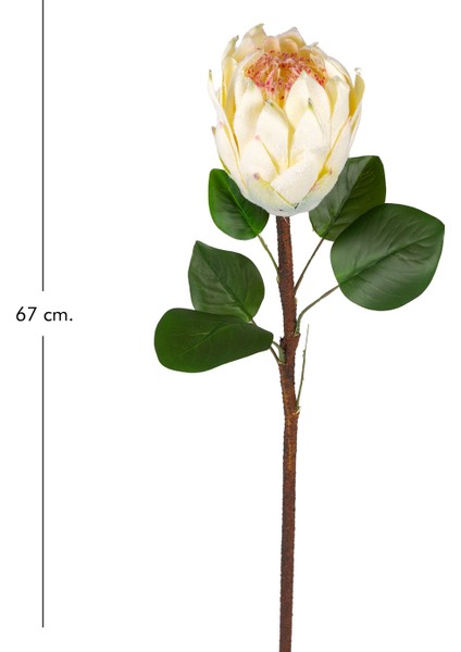 Yapay Protea Bitkisi Krem 67 Cm. modelleri