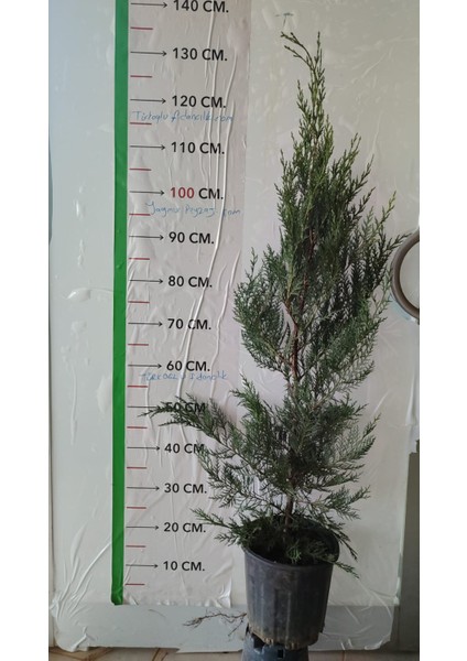 Fidanciyiz Saksılı Leylandi Bitkisi Fidanı ( 120CM Ila 140CM