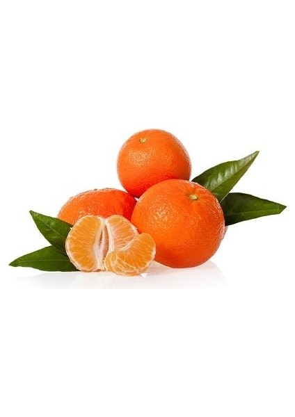 Mandalina Fidanı Citrus reticulata Nova, +120 cm, +3 Yaş, Tüplü