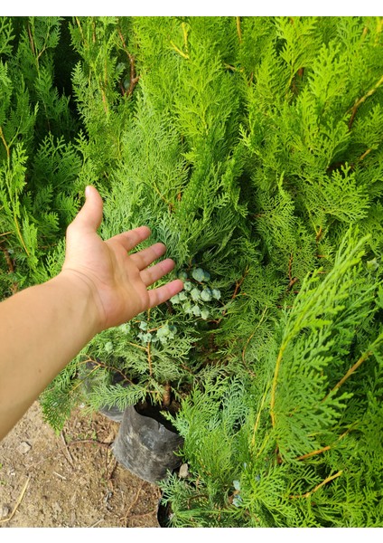 3 Adet Tüplü Mazı Çam Ağacı Fidanı