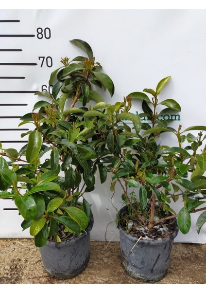 2 Yaş Parlak Kartopu Fidanı 40-60 cm