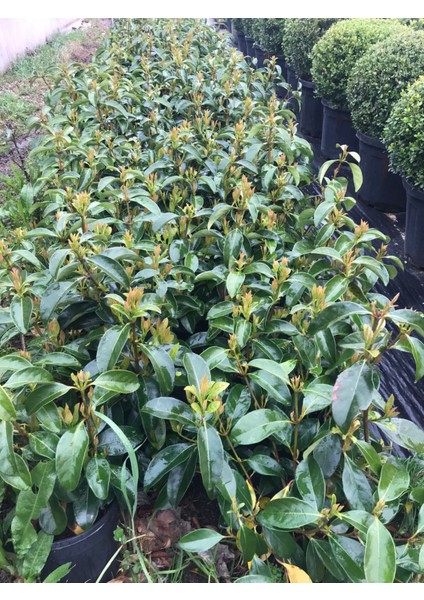 2 Yaş Parlak Kartopu Fidanı 40-60 cm fiyatları