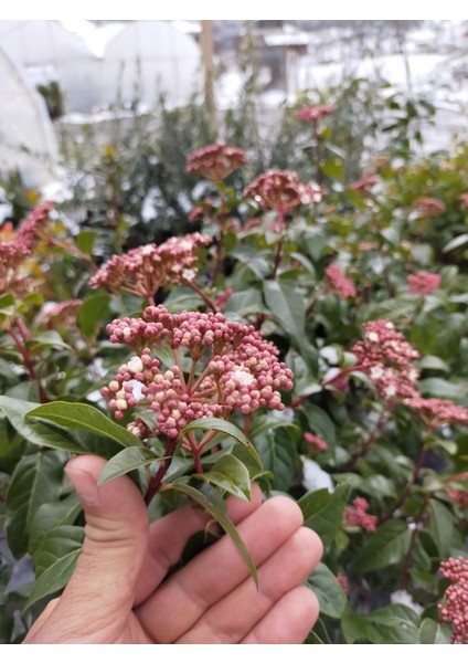 2 Yaş Parlak Kartopu Fidanı 40-60 cm modelleri