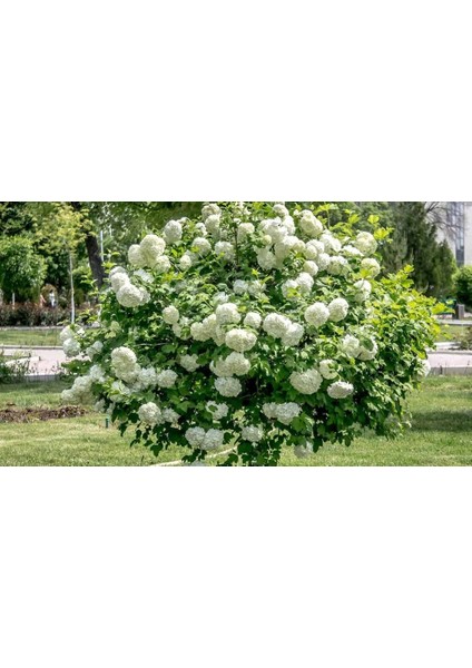 2 Yaş Parlak Kartopu Fidanı 40-60 cm fırsatları