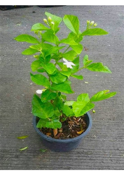 Videolu Şahane Kokulu 1 Adet Beyaz Ful Yasemin Fidanı 60-120CM Saksılı (White Jasmine) fırsatları