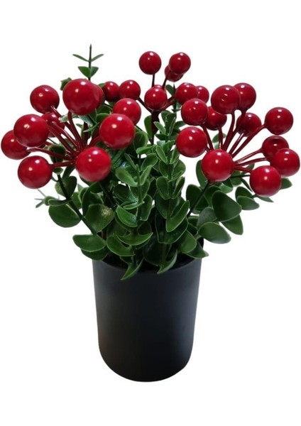 Cam Saksıda Kokina Çiçeği