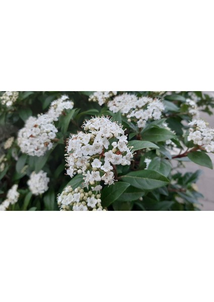 Viburnum Tinus - Yaprak Dökmeyen Kartopu 100 cm