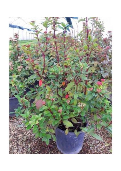 Viburnum Tinus - Yaprak Dökmeyen Kartopu 100 cm indirimleri