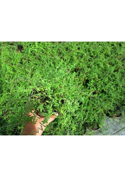 Kekik - Thymus Vulgaris 10 Adet