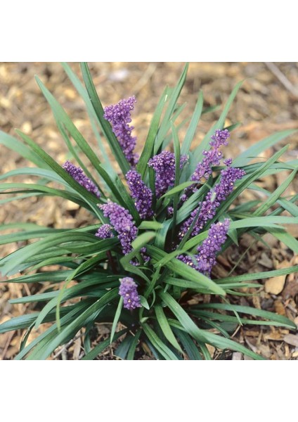 Çim Zambağı 'liriope Muscari' 10'lu Set fırsatları